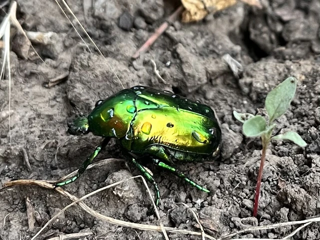 Protaetia speciosissima - pompás virágbogár