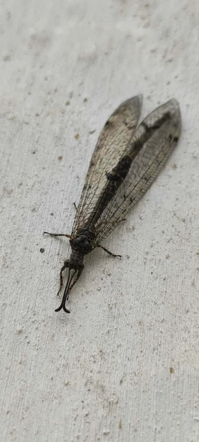 Distoleon tetragrammicus - négyfoltos hangyaleső