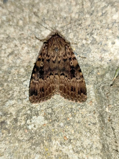 Amphipyra berbera svensoni - rezesszárnyú bagoly