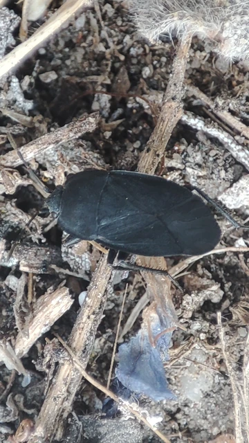 Aellopus atratus - cigánybodobács
