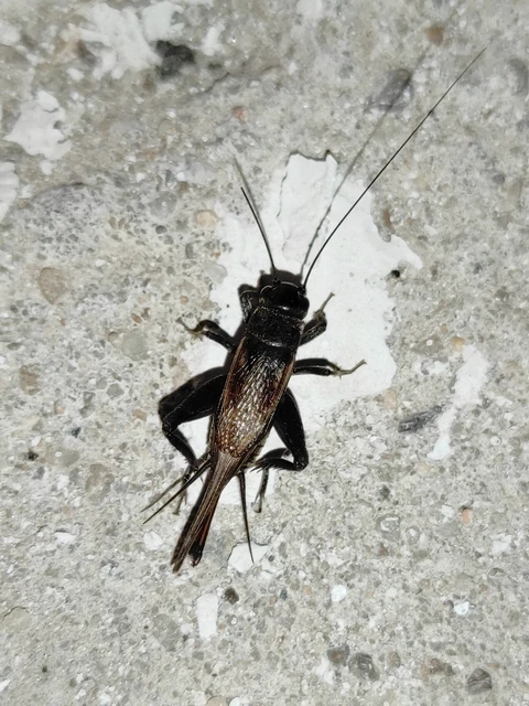 Eumodicogryllus bordigalensis - bordói tücsök Eumodicogryllus bordigalensis - bordói tücsök