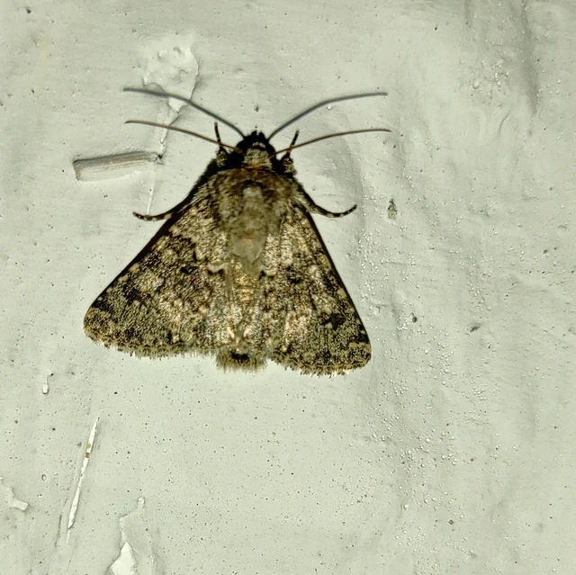 Hecatera dysodea - parajbagoly