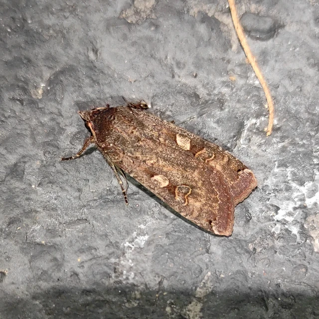 Noctua pronuba - nagy sárgafűbagoly