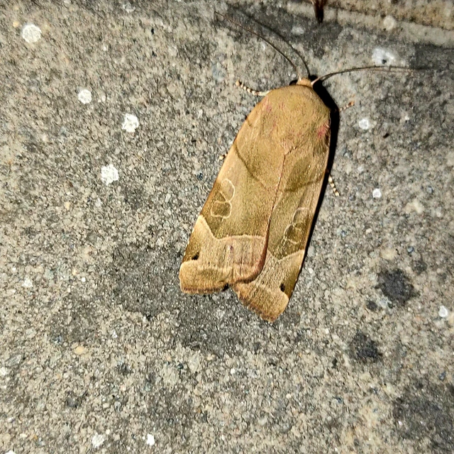 Noctua fimbriata - szélessávú sárgafűbagoly