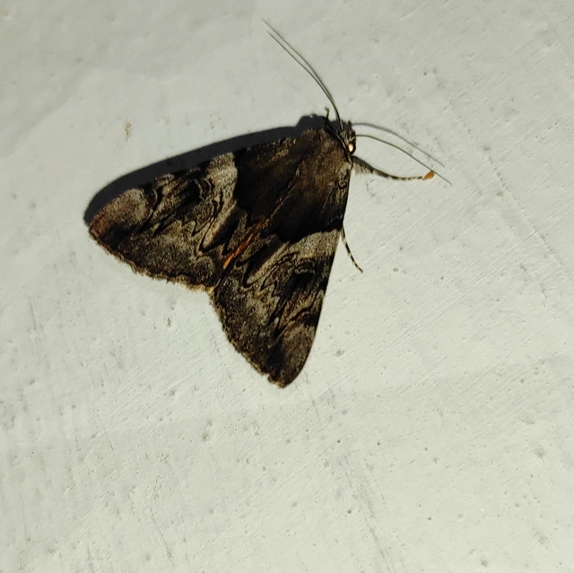 Catocala fulminea - galagonya-övesbagoly