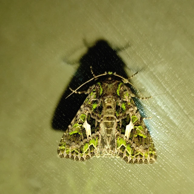 Trachea atriplicis - nyári zöldbagoly