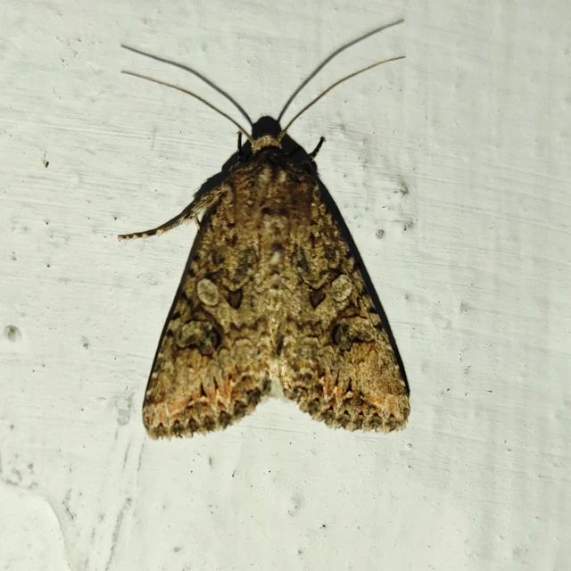 Hadula trifolii - lóherebagoly