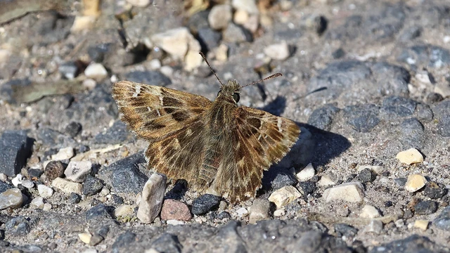 Carcharodus alceae - mályva-busalepke