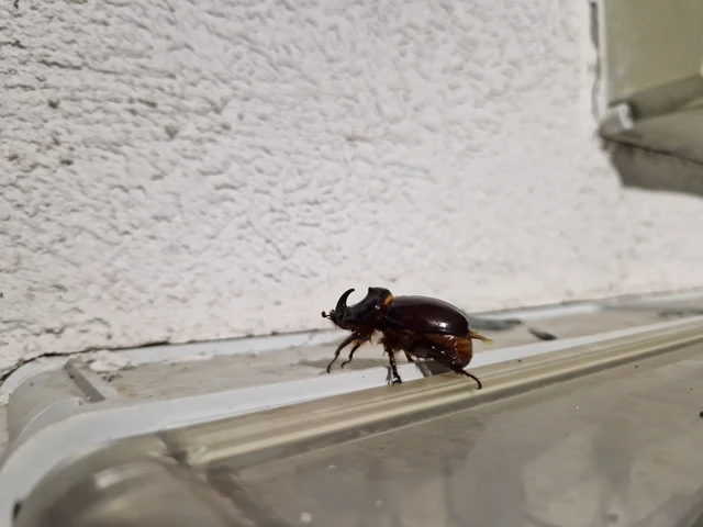 Oryctes nasicornis - orrszarvú bogár