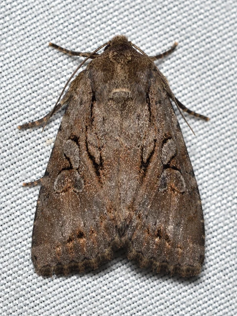 Apterogenum ypsillon - ipszilon-erdeibagoly