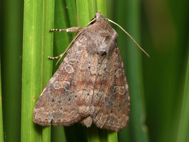 Parastichtis suspecta - sötét erdeibagoly