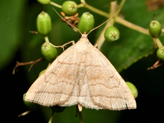 Herminia tarsicrinalis - szőröslábú karcsúbagoly
