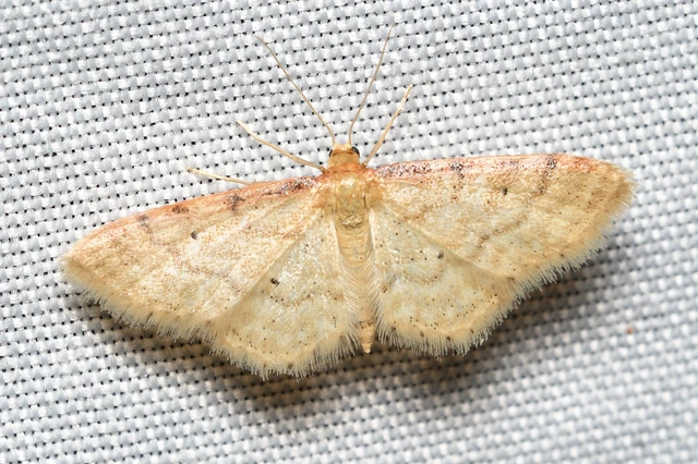 Idaea humiliata - vörösszélű apróaraszoló