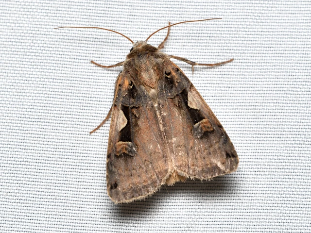Xestia c-nigrum - c-betűs fűbagoly