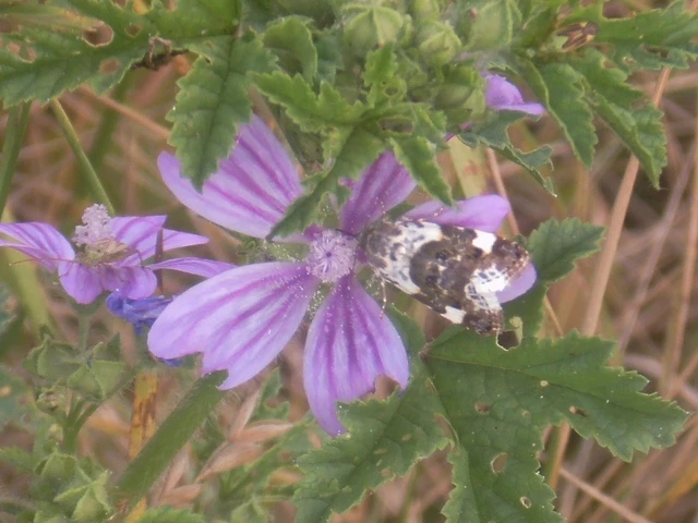 Acontia lucida - fehér nappalibagoly