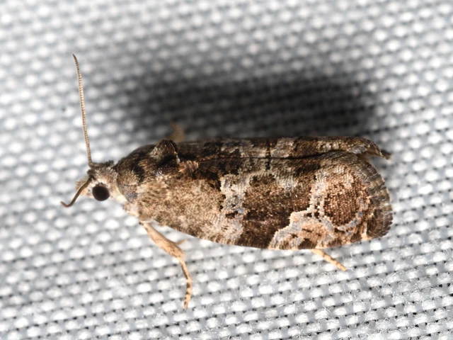 Eudemis porphyrana - porfírmoly