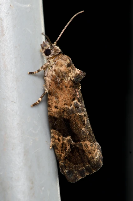 Eudemis porphyrana - porfírmoly