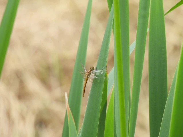 Sympetrum sanguineum - vörös katona-szitakötő