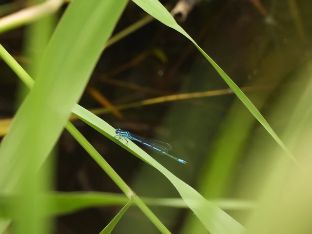 Coenagrion puella - azúrkék légivadász