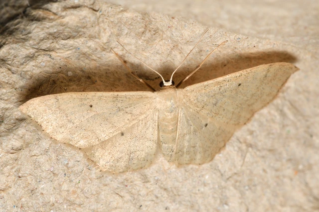 Idaea straminata - szalmasárga sávosaraszoló