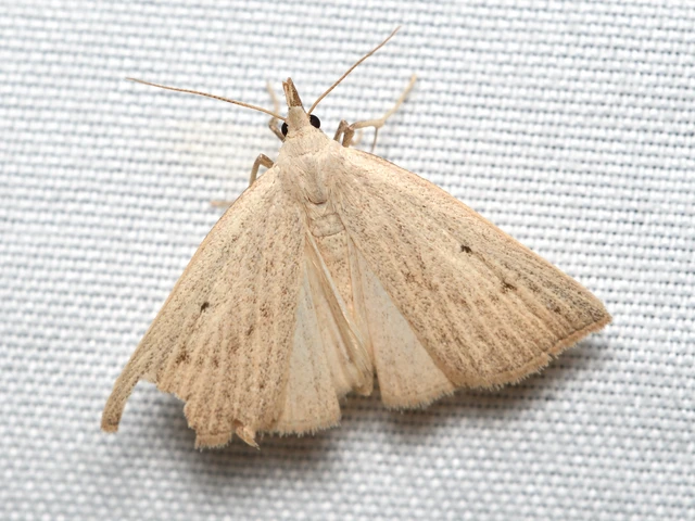 Macrochilo cribrumalis - csontszínű karcsúbagoly