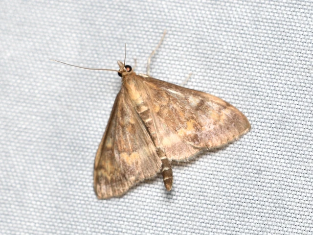 Ostrinia nubilalis - kukoricamoly