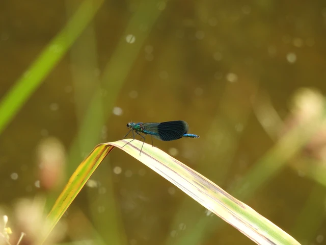 Calopteryx splendens - sávos szitakötő