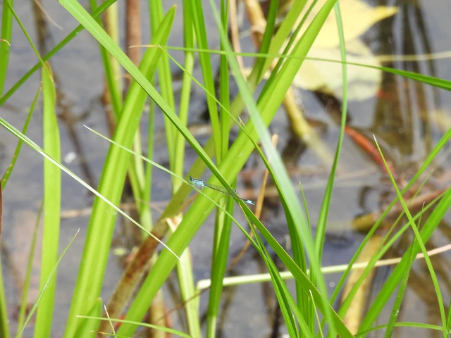 Ischnura elegans pontica - kéköves légivadász