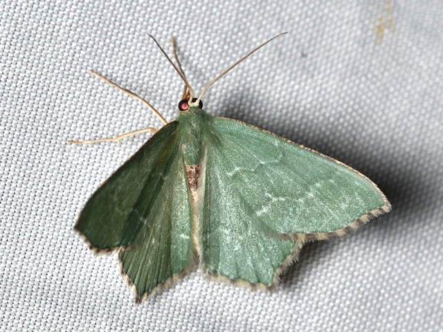 Hemithea aestivaria - nyír-zöldaraszoló