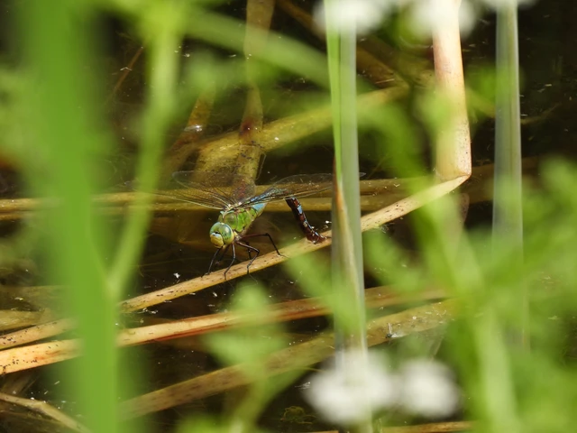 Anax imperator - zöld óriásacsa Anax imperator - zöld óriásacsa