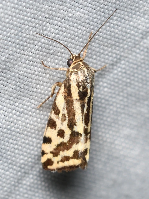 Emmelia trabealis - zebrabagoly