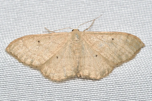 Idaea straminata - szalmasárga sávosaraszoló