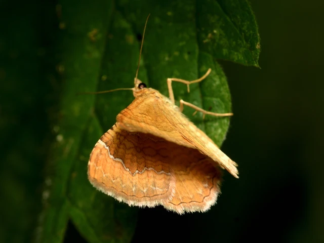 Camptogramma bilineata - kétvonalas sávosaraszoló