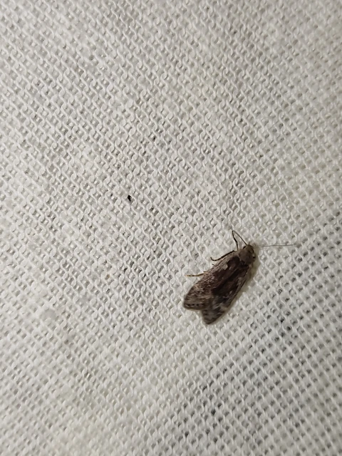 Anacampsis blattariella - nyírsodró sarlósmoly
