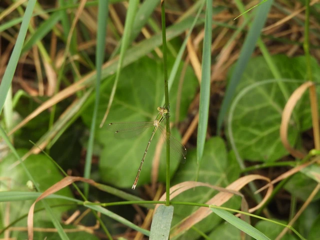Lestes barbarus - foltosszárnyjegyű rablószitakötő Lestes barbarus - foltosszárnyjegyű rablószitakötő