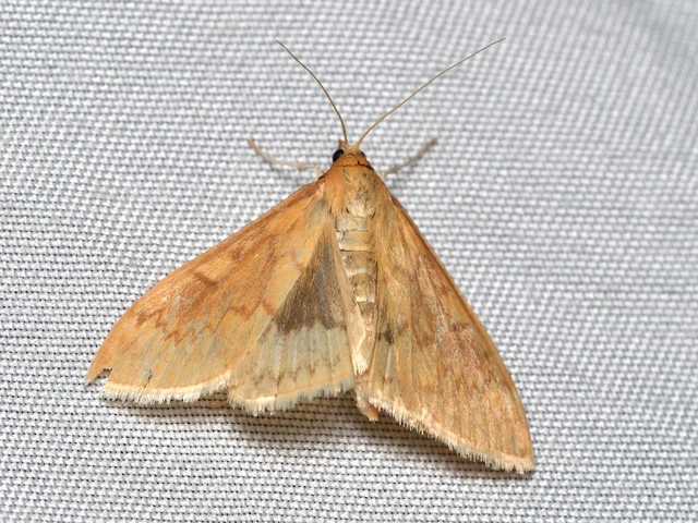 Ostrinia nubilalis - kukoricamoly