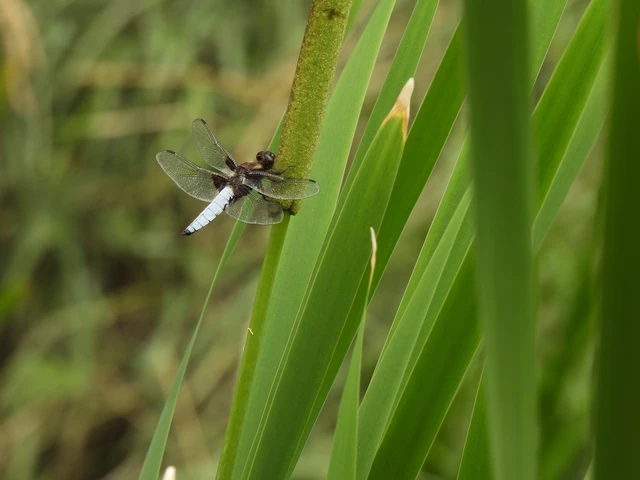 Libellula depressa - széles laposacsa