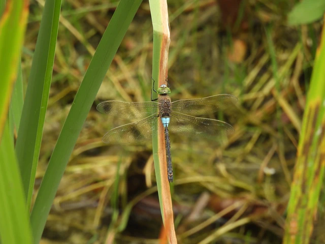 Anax parthenope - barna óriásacsa Anax parthenope - barna óriásacsa