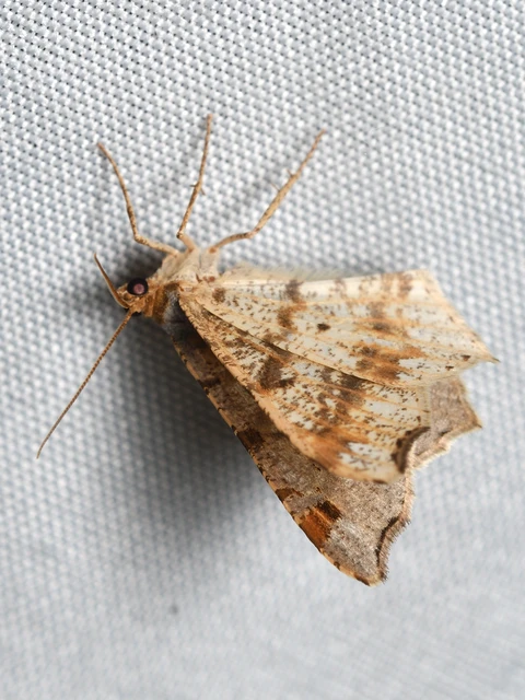 Macaria alternata - közönséges szürkearaszoló