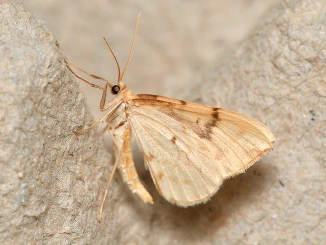 Eulithis pyraliata - sárga galajaraszoló