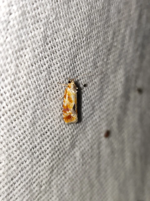 Rhyacionia buoliana - fenyőilonca