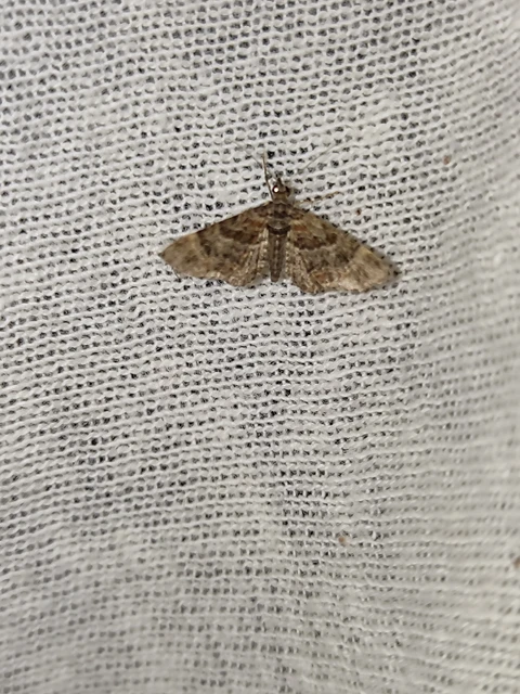Gymnoscelis rufifasciata - vöröscsíkos törpearaszoló