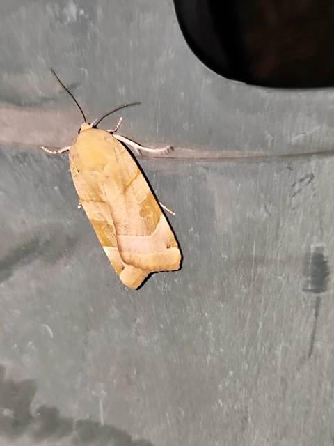 Noctua fimbriata - szélessávú sárgafűbagoly