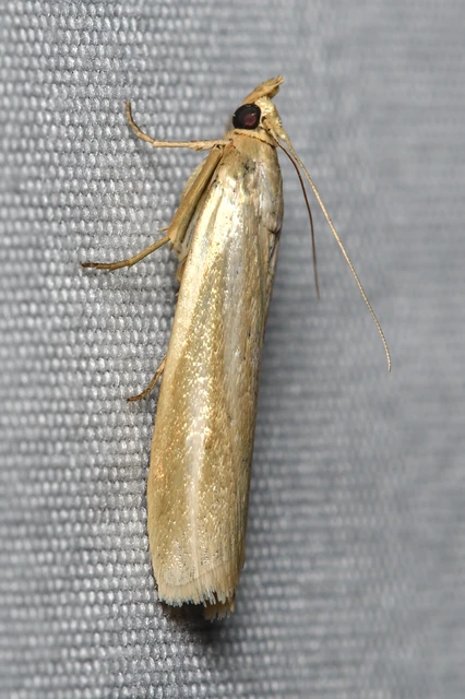 Selagia argyrella - ezüstös karcsúmoly