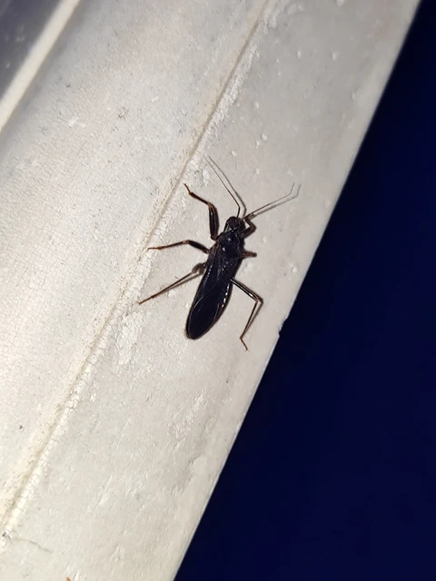 Reduvius personatus - szemetes zugpoloska