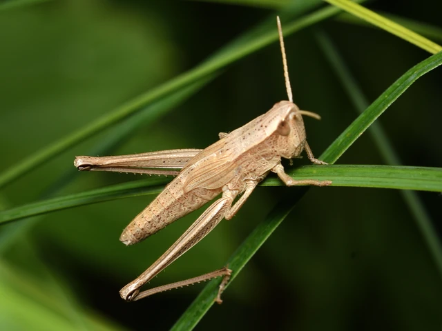 Chrysochraon dispar - aranyos sáska