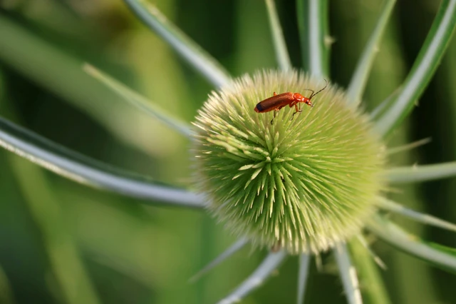 Rhagonycha fulva - feketevégű lágybogár