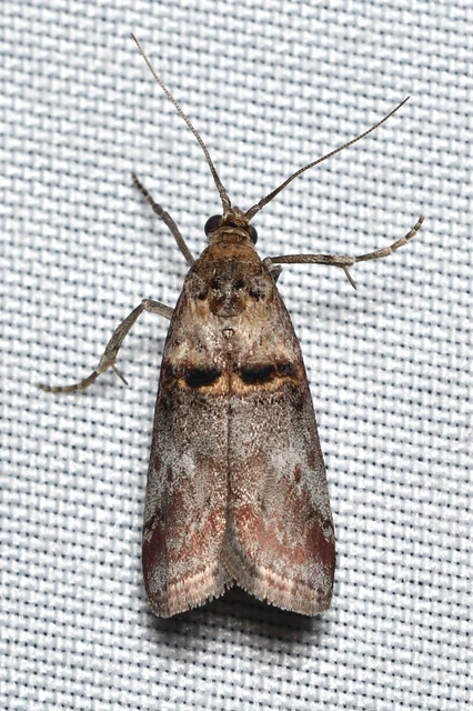 Trachonitis cristella - bokorrágó karcsúmoly