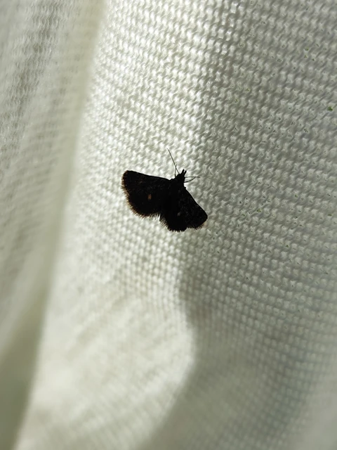 Heliothela wulfeniana - fényes kormosmoly