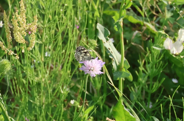 Melanargia galathea - sakktáblalepke